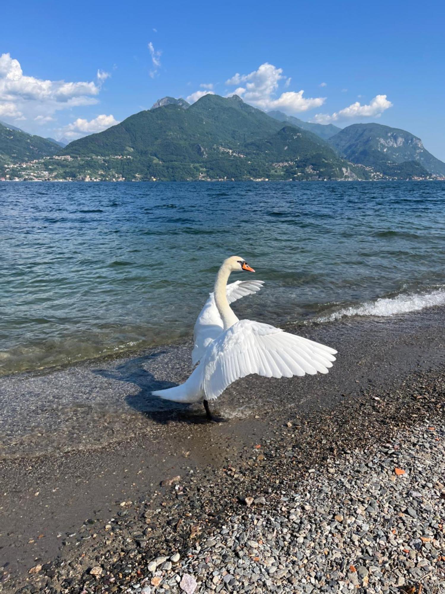 Luxury Apartment Lake Como Acquaseria Екстериор снимка